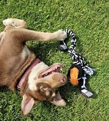 Enlarge Aries, a ADOPTABLE mixed breed in Ithaca, NY image 5/5