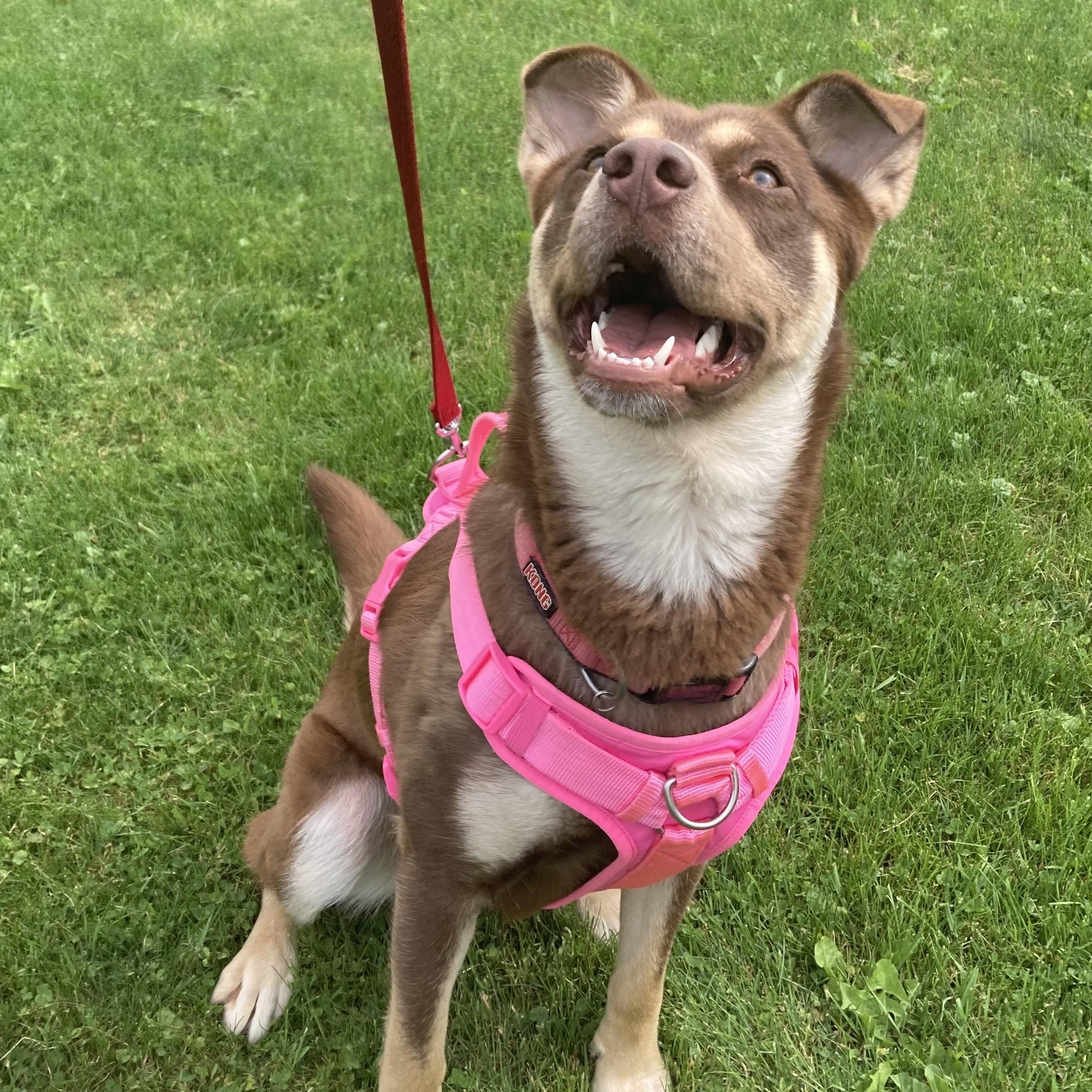 Enlarge Aries, a ADOPTABLE mixed breed in Ithaca, NY image 2/5