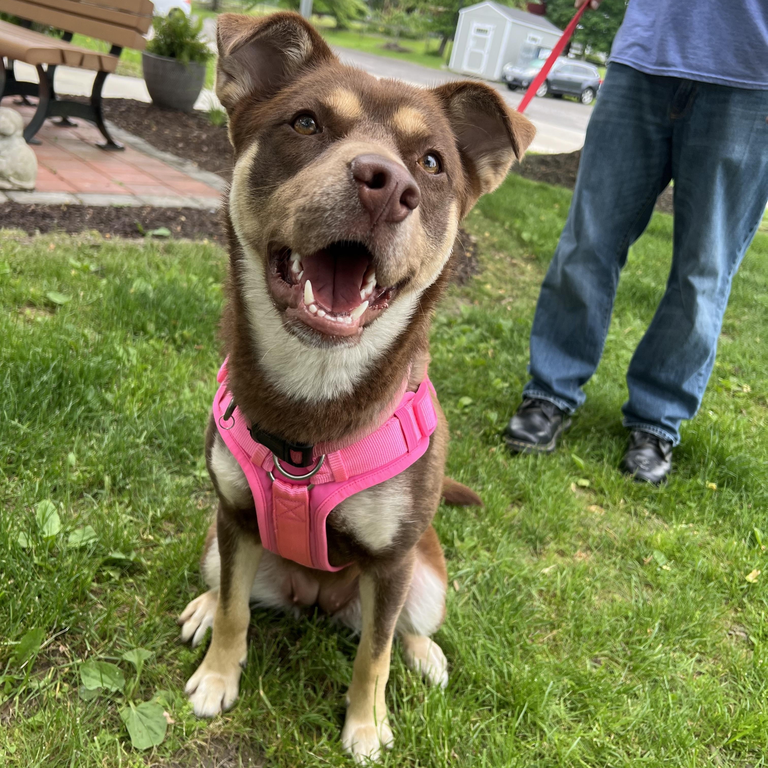 Enlarge Aries, a ADOPTABLE mixed breed in Ithaca, NY image 3/5