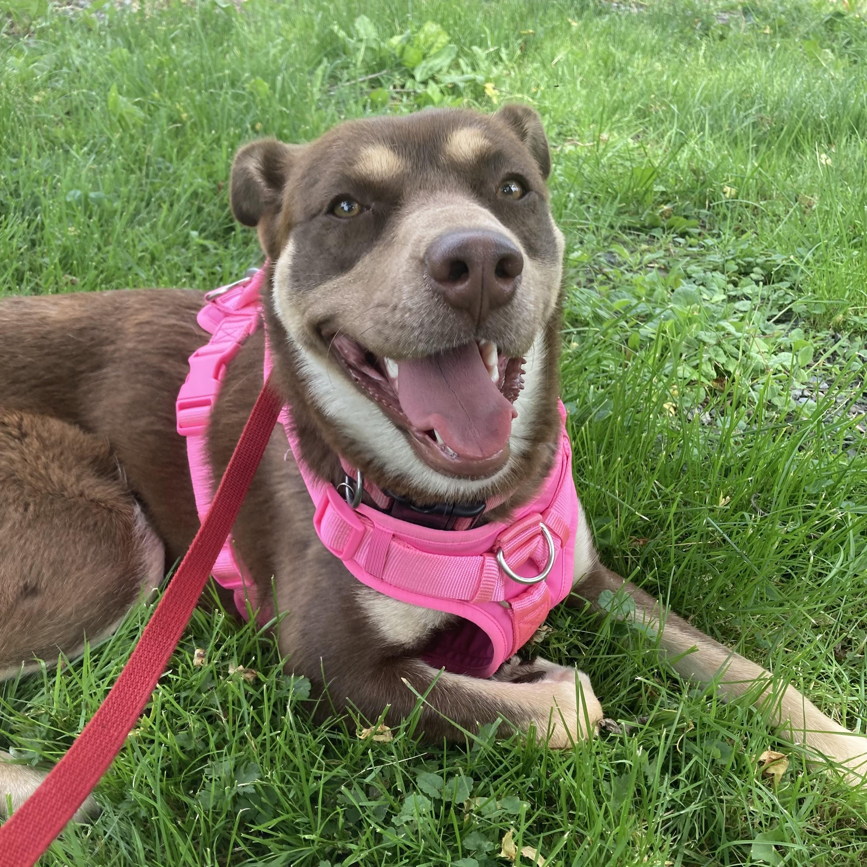 Enlarge Aries, a ADOPTABLE mixed breed in Ithaca, NY image 4/5