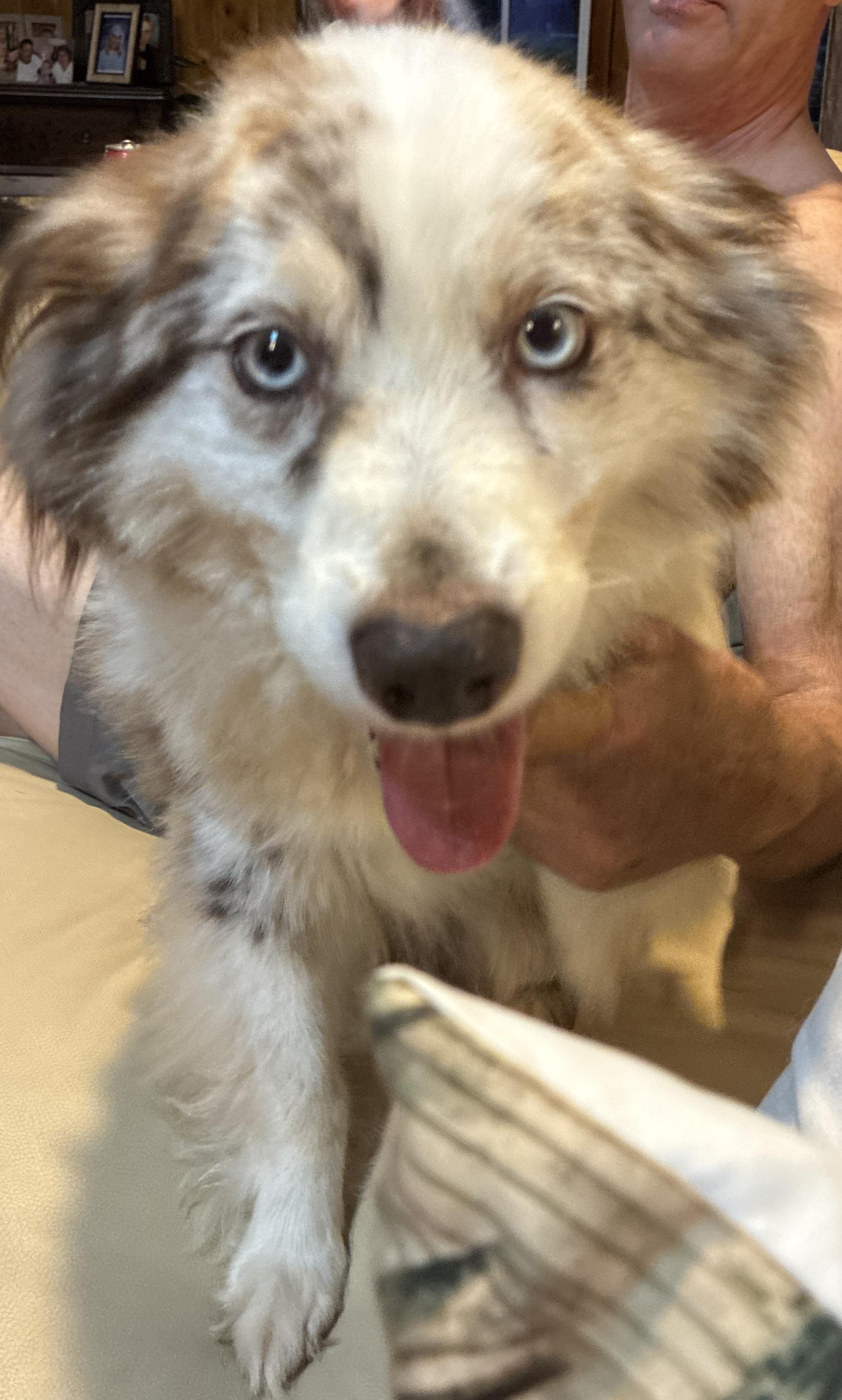 Jack, Adoptable, Senior Male Australian Shepherd.