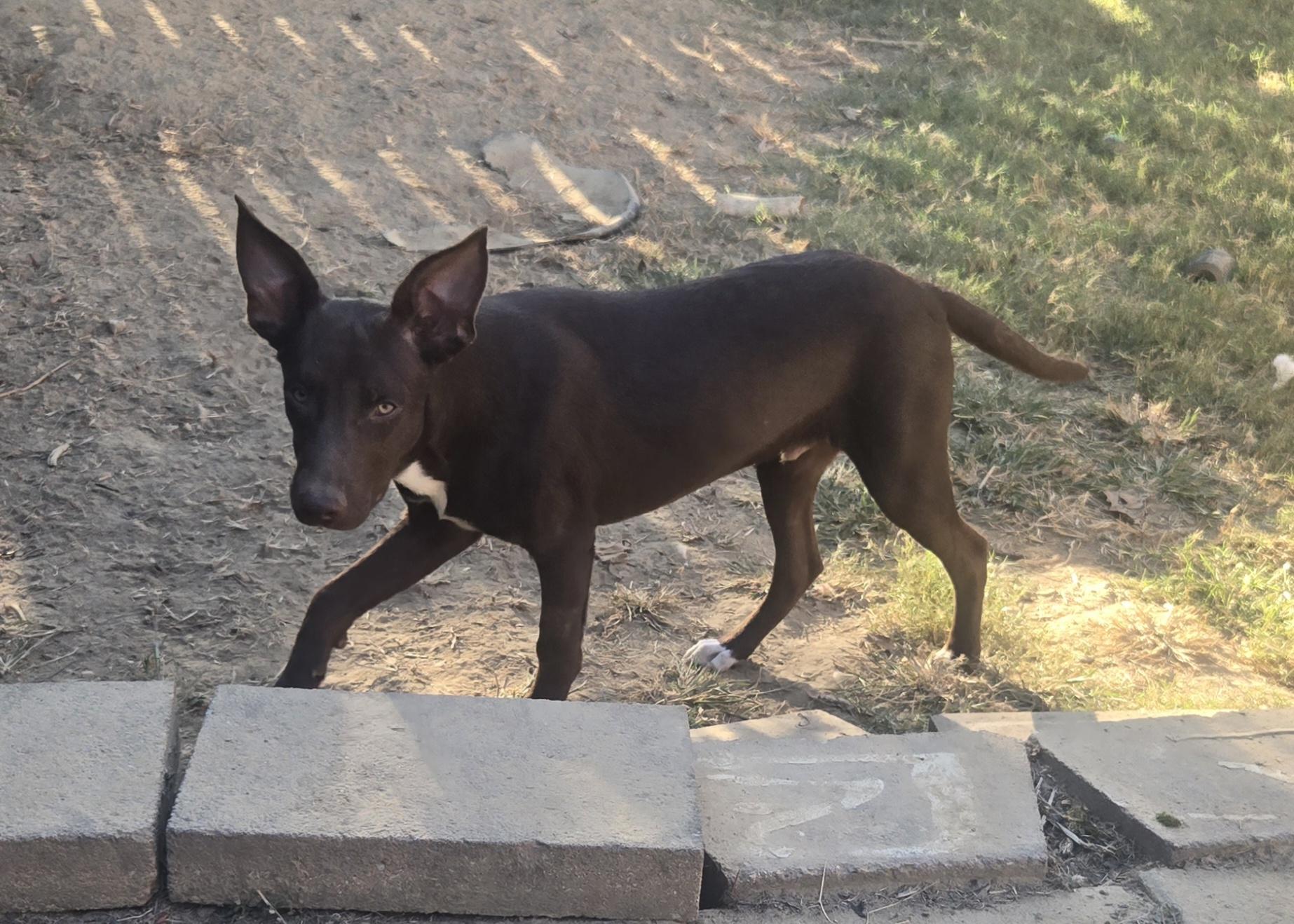 Enlarge ELLIOT, a Adoptable mixed breed in Byhalia, MS image 2/3