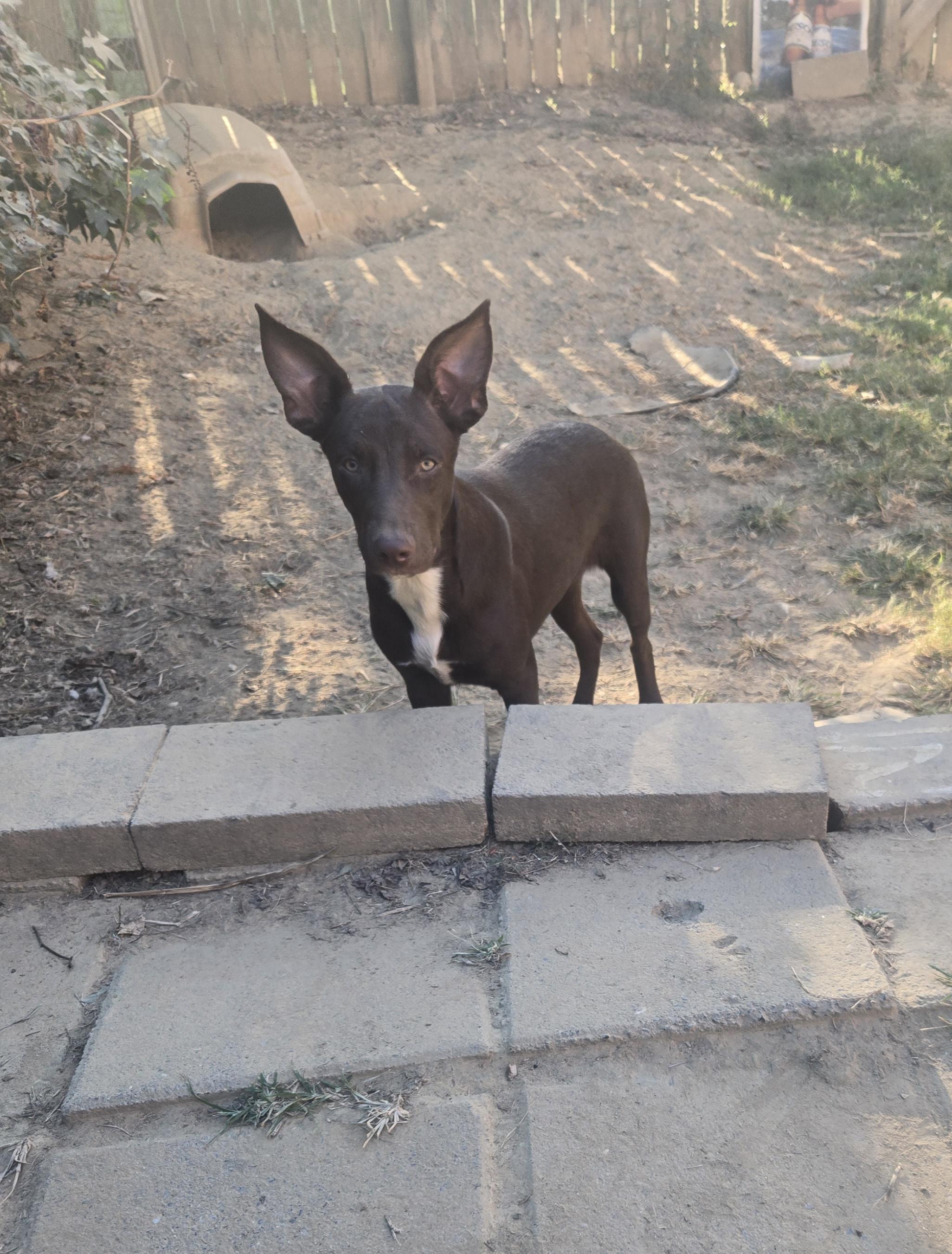 Enlarge ELLIOT, a Adoptable mixed breed in Byhalia, MS image 3/3