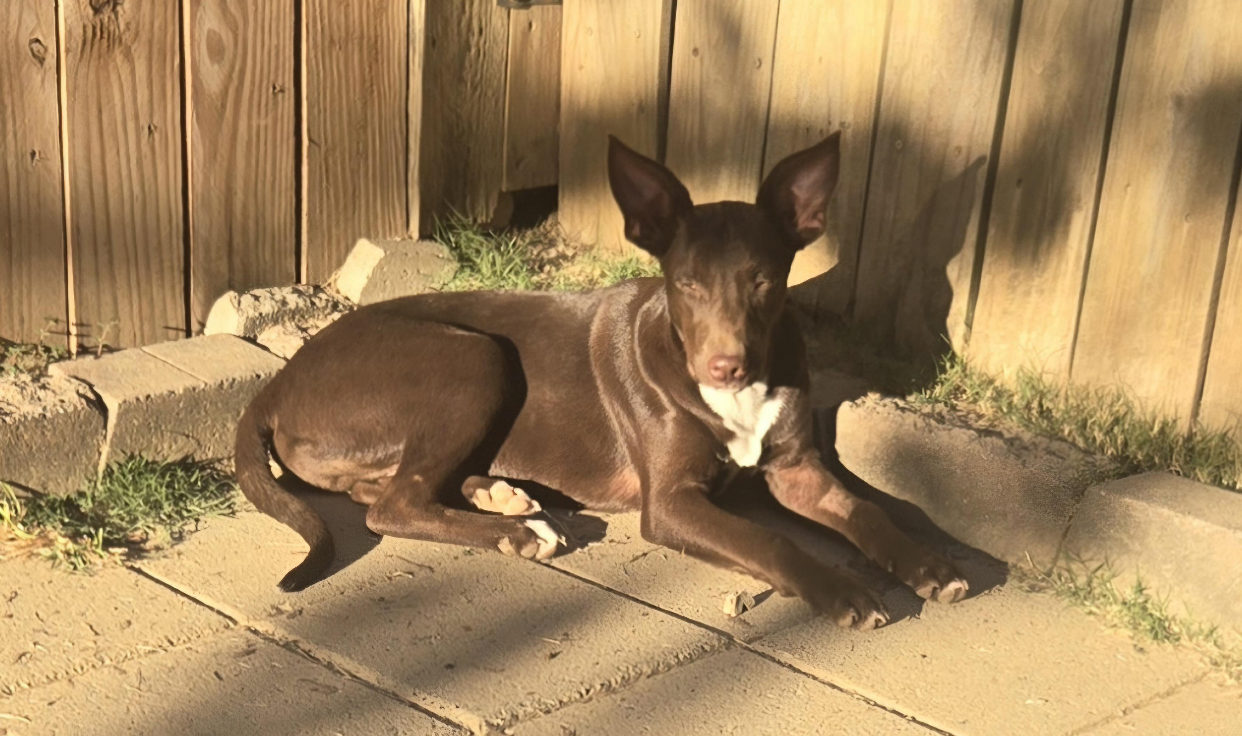 Enlarge ELLIOT, a Adoptable mixed breed in Byhalia, MS image 1/3