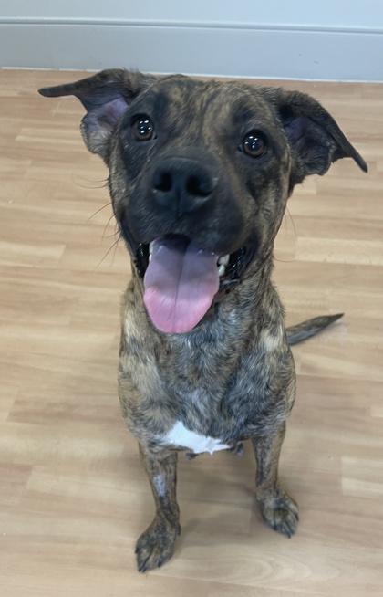 Sierra, Adult Female unknown