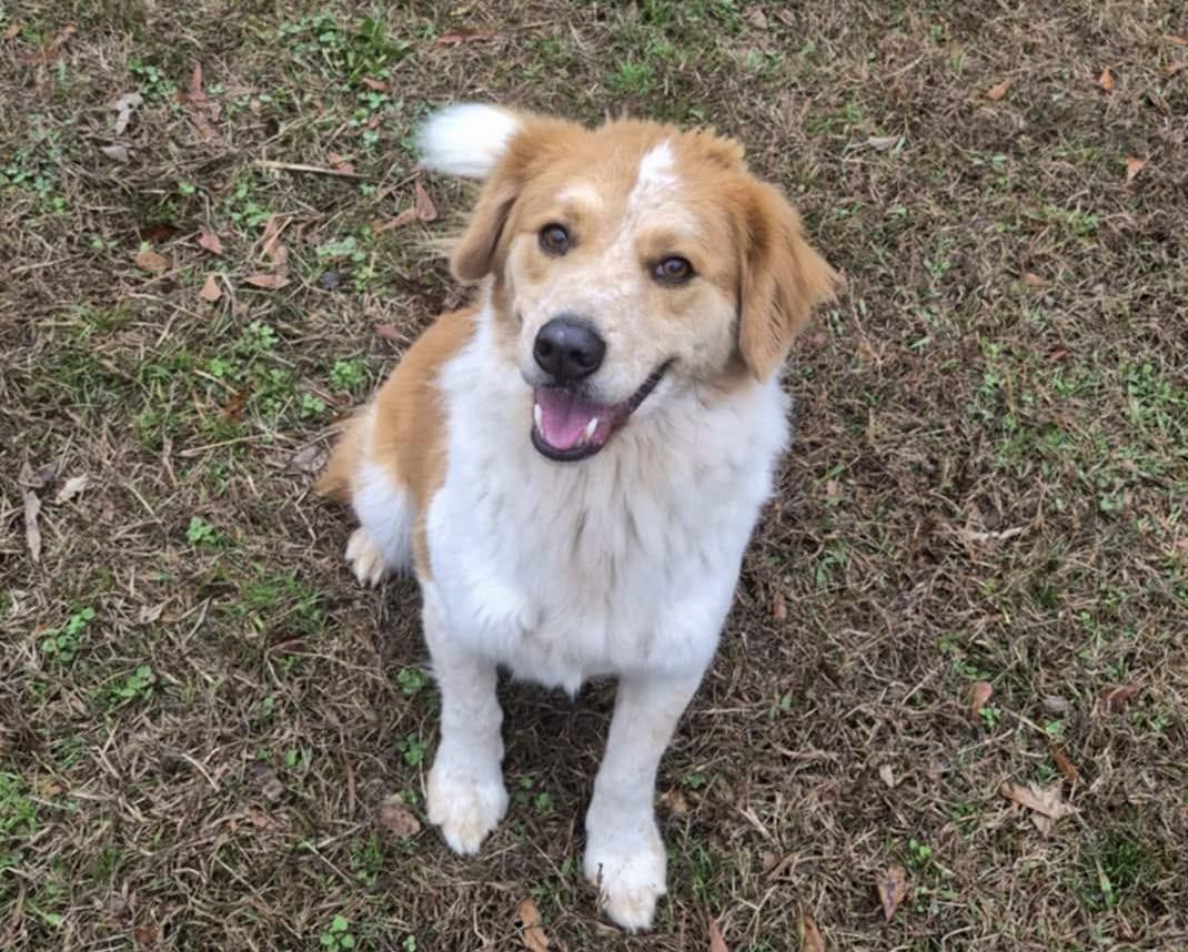 Enlarge Dex, a Adopted mixed breed in Anniston, AL image 3/5
