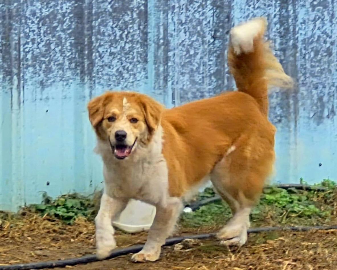 Enlarge Dex, a Adopted mixed breed in Anniston, AL image 5/5