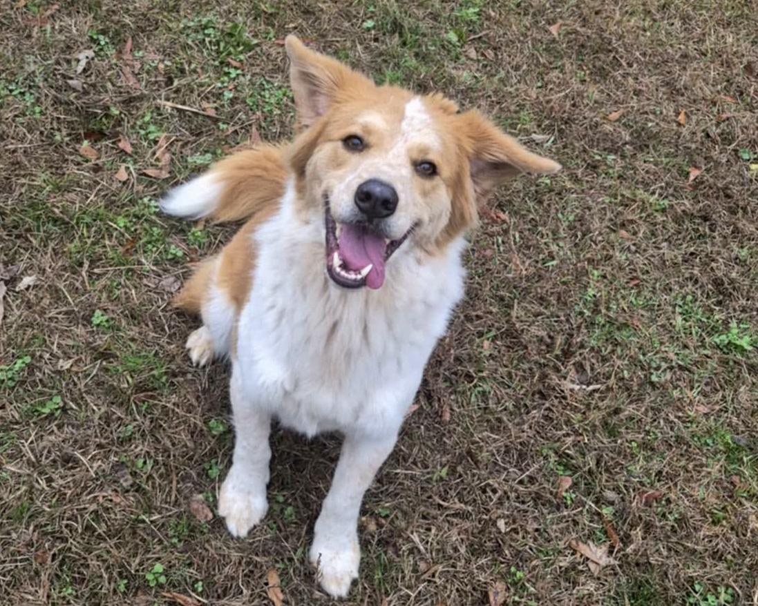 Enlarge Dex, a Adopted mixed breed in Anniston, AL image 4/5