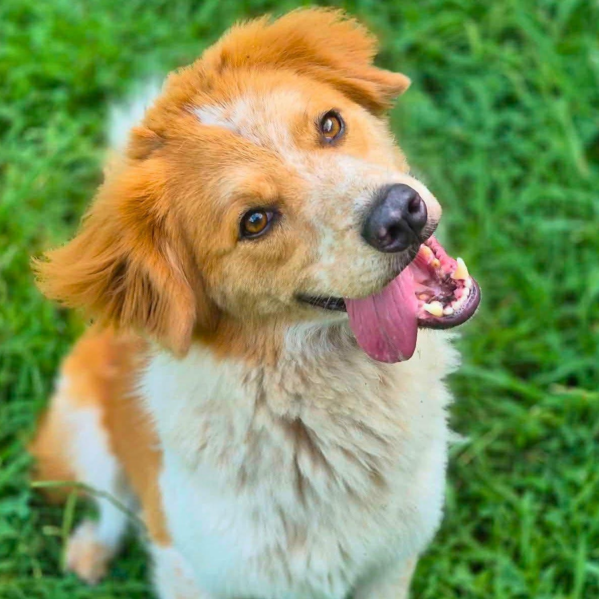 Enlarge Dex, a Adopted mixed breed in Anniston, AL image 1/5