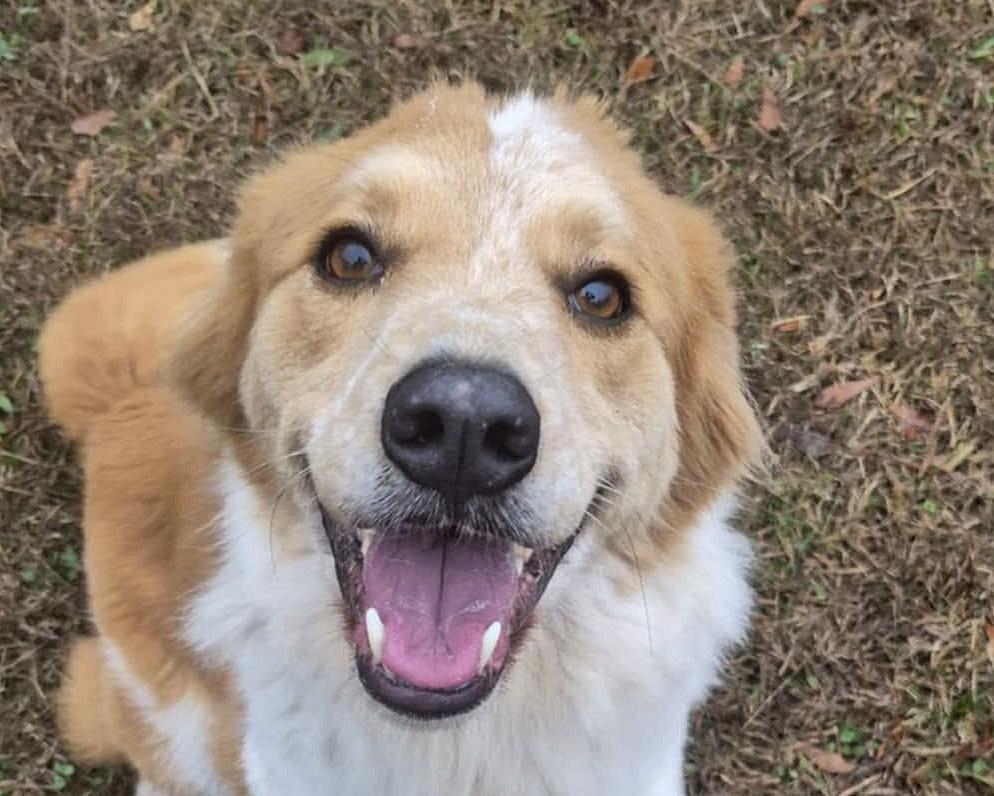 Enlarge Dex, a Adopted mixed breed in Anniston, AL image 2/5