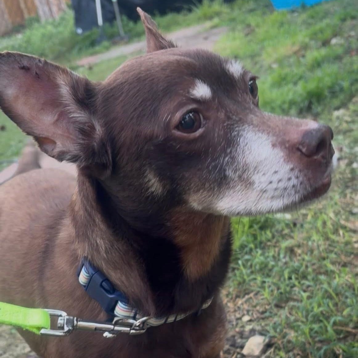Enlarge Toby, a ADOPTABLE mixed breed in Irmo, SC image 1/2