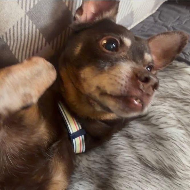 Enlarge Toby, a ADOPTABLE mixed breed in Irmo, SC image 2/2