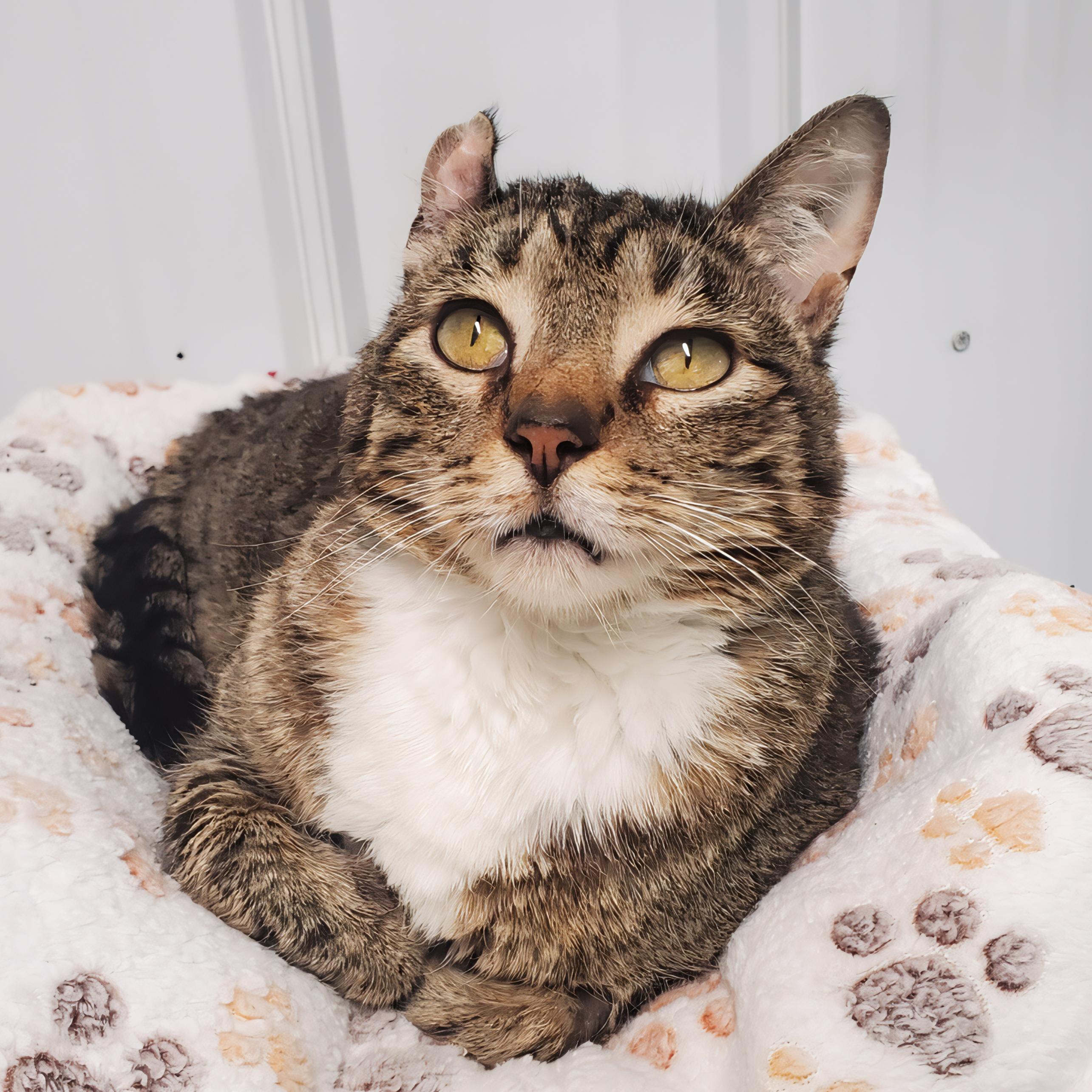 Mama, ADOPTABLE, Adult Female Domestic Short Hair.