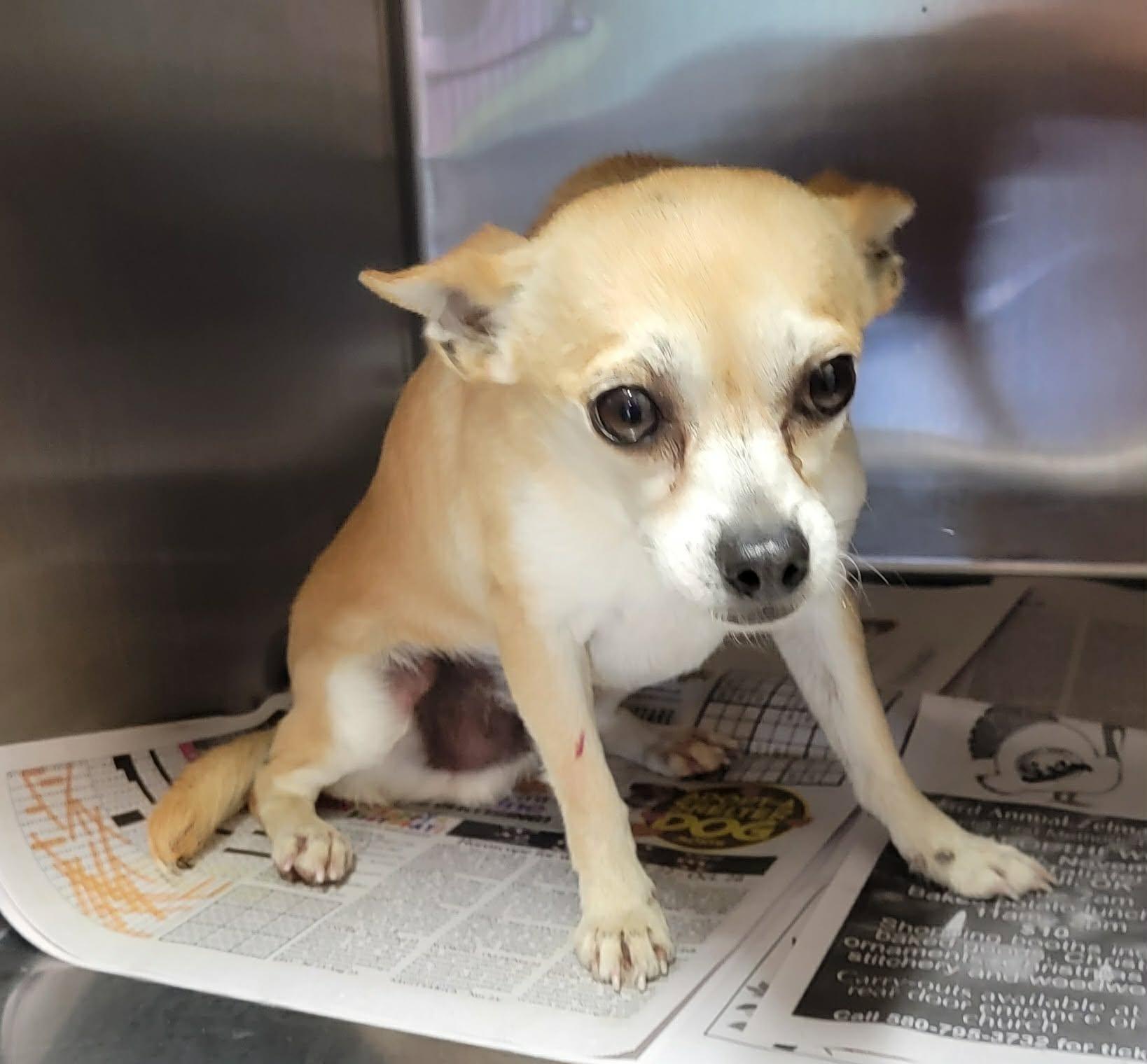 Luke, a ADOPTABLE Chihuahua in Van Alstyne, TX image 2/3