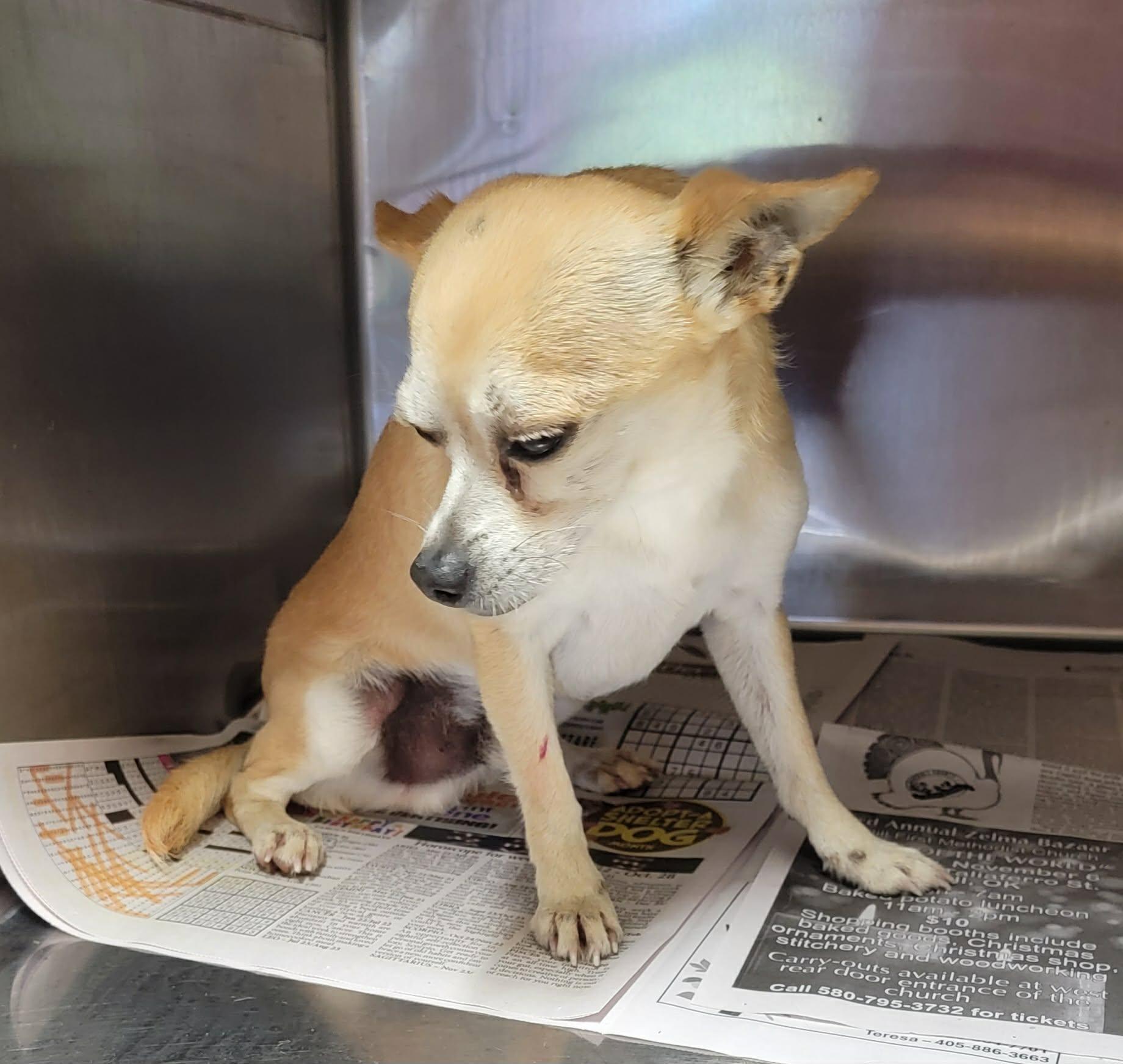 Luke, a ADOPTABLE Chihuahua in Van Alstyne, TX image 3/3