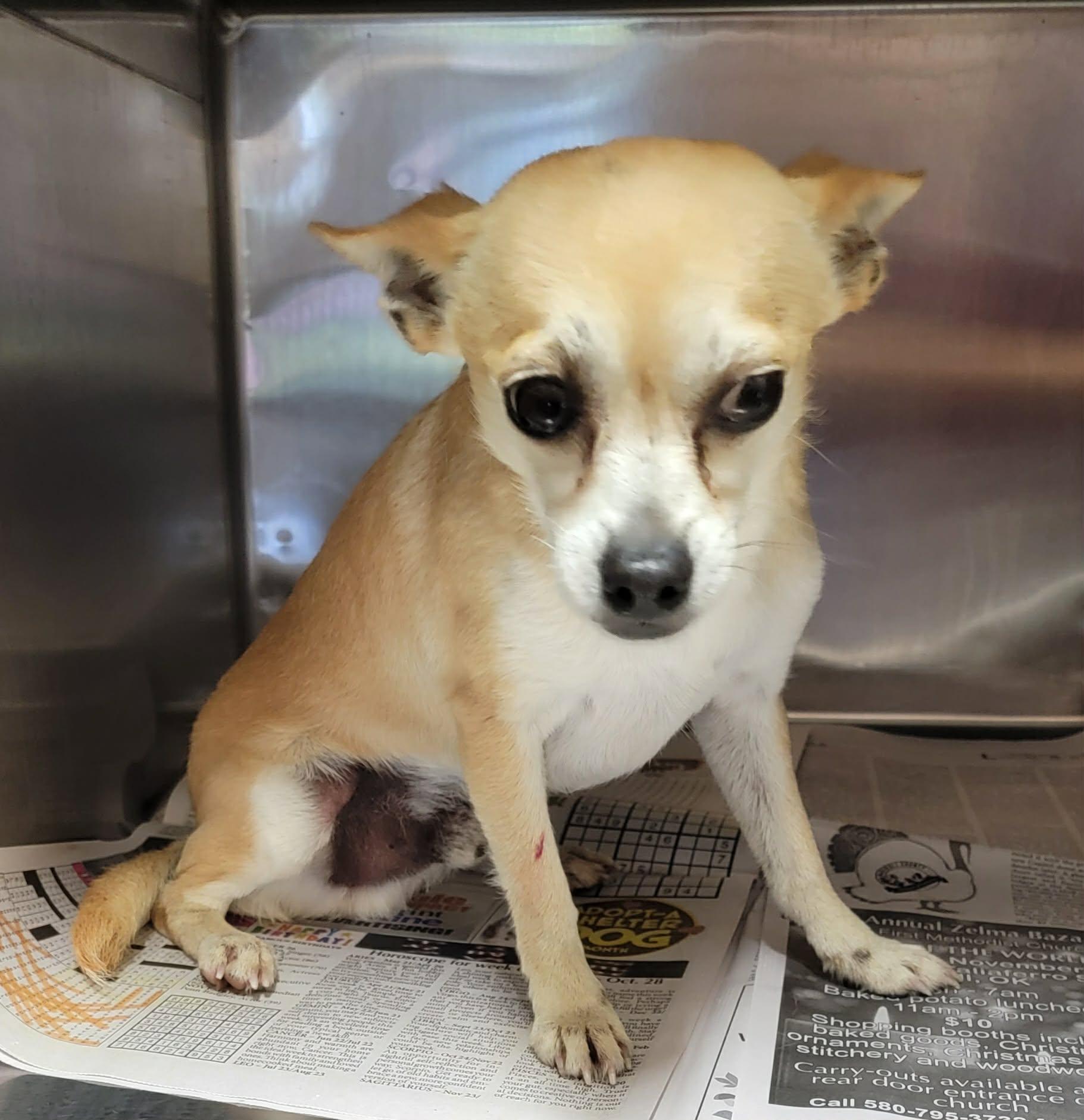Luke, ADOPTABLE, Adult Male Chihuahua.