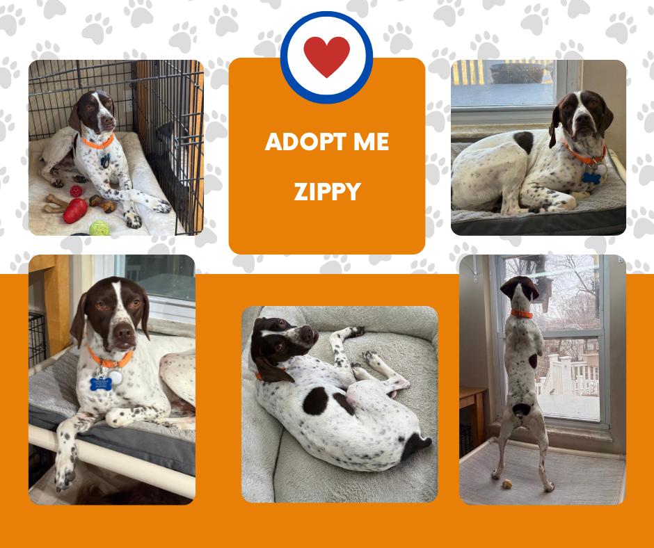 Enlarge Zippy (MO), a ADOPTABLE English Pointer in Bridgeton, NJ image 1/1