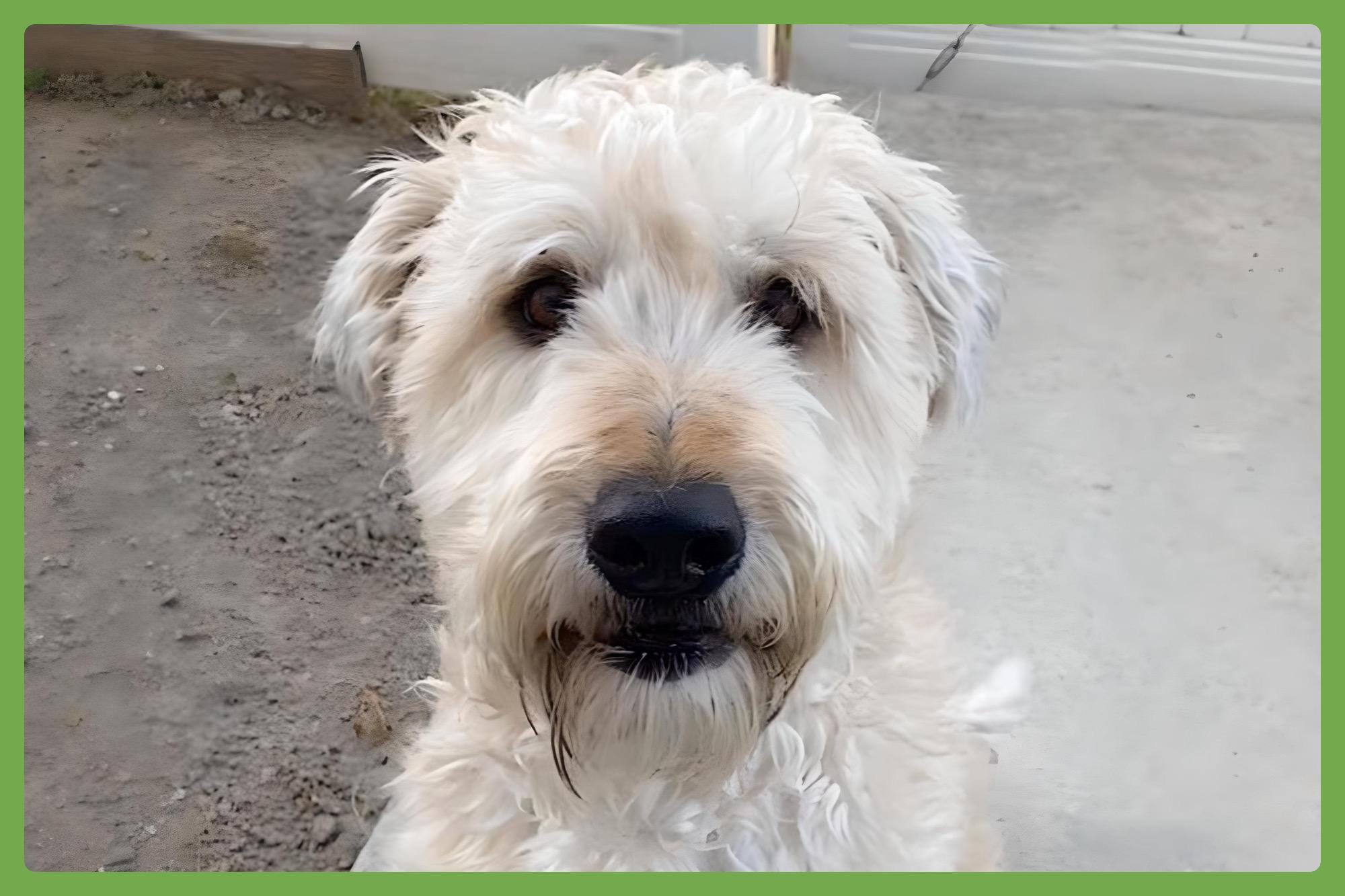 Bear, Adult Male Wheaten Terrier