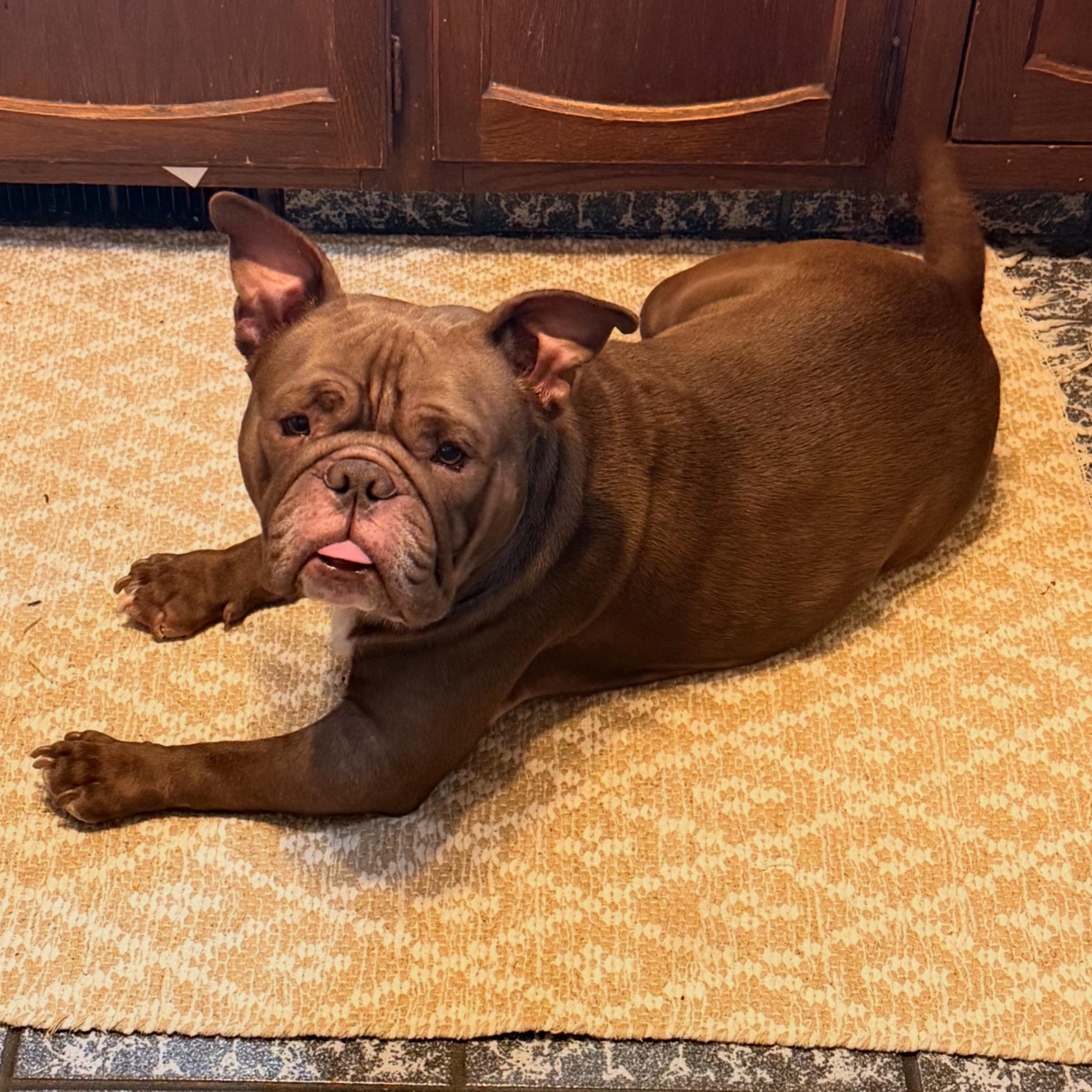 Sir Beefcake Wellington lll, an adopted mixed breed in Youngstown, OH image 3/3