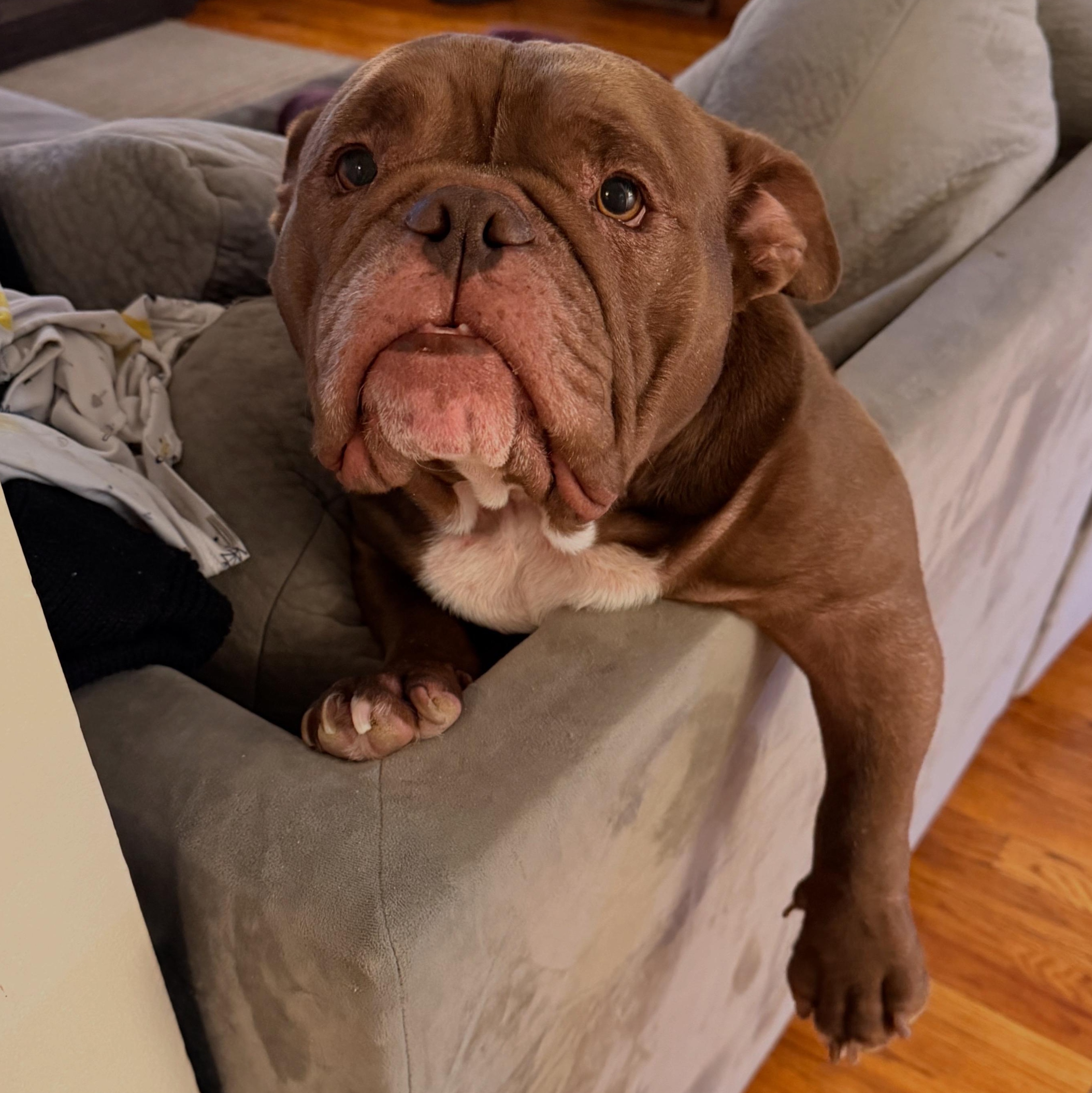 Sir Beefcake Wellington lll, adopted, Adult Male American Bully.