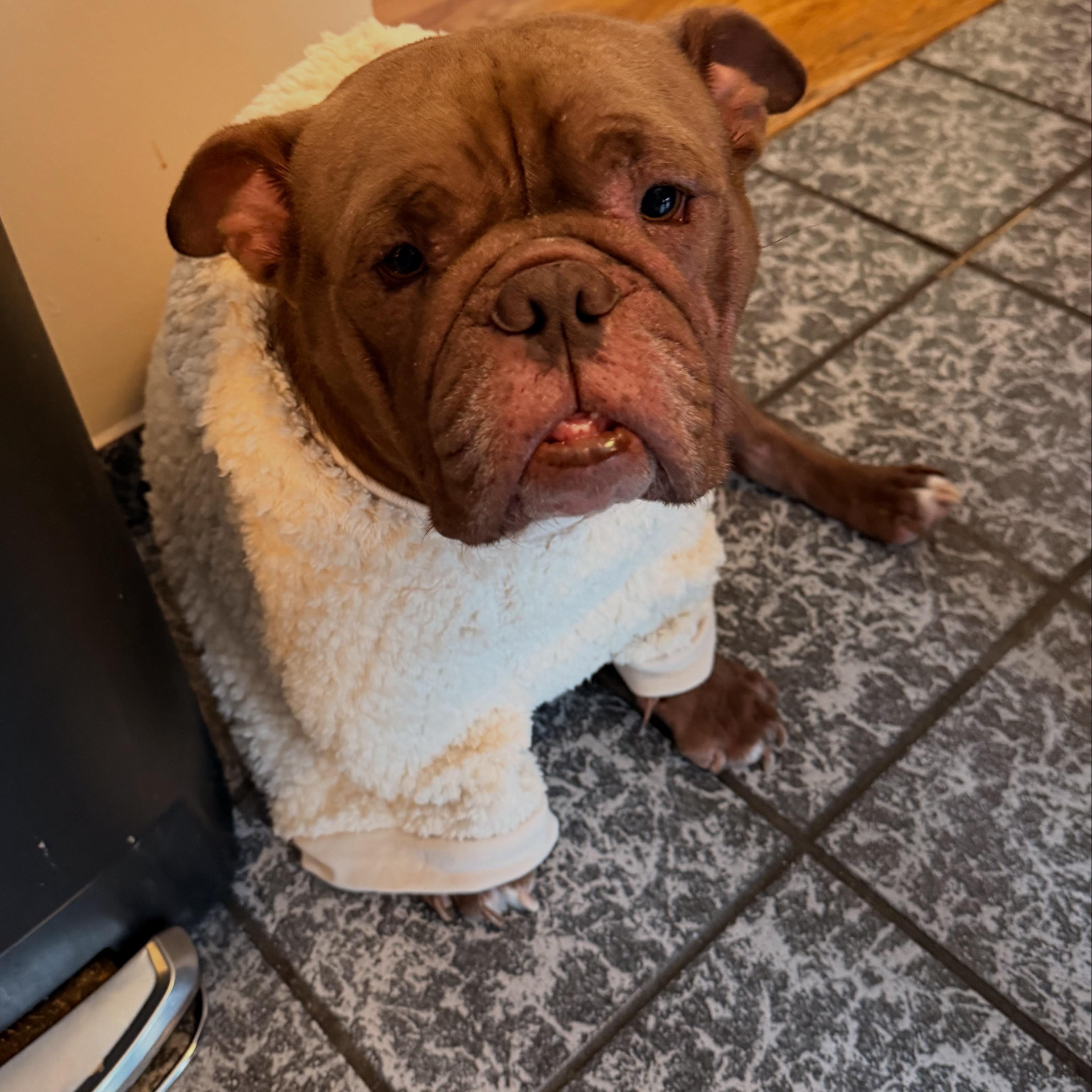 Sir Beefcake Wellington lll, an adopted mixed breed in Youngstown, OH image 2/3