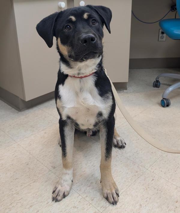 Kinger, Adoptable, Young Male Rottweiler.