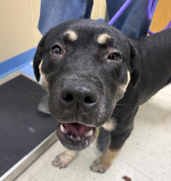 Kinger, Adoptable, Young Male Rottweiler.