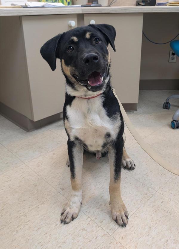 Enlarge Kinger, a Adoptable mixed breed in Sioux City, IA image 2/6