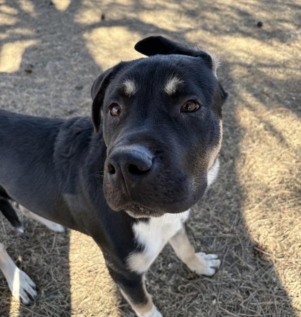 Enlarge Kinger, a Adoptable mixed breed in Sioux City, IA image 3/6