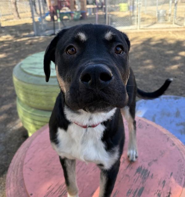 Enlarge Kinger, a Adoptable mixed breed in Sioux City, IA image 4/6