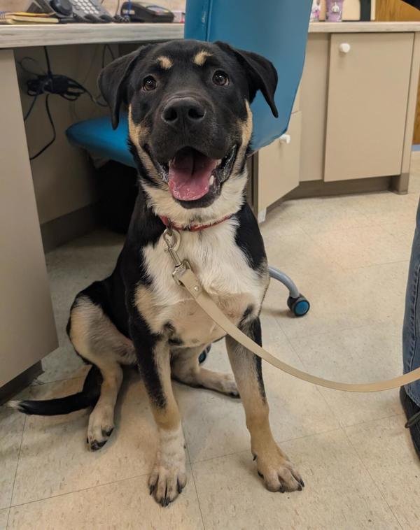 Enlarge Kinger, a Adoptable mixed breed in Sioux City, IA image 5/6