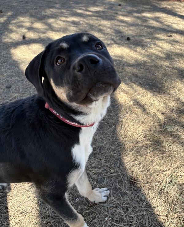 Enlarge Kinger, a Adoptable mixed breed in Sioux City, IA image 6/6