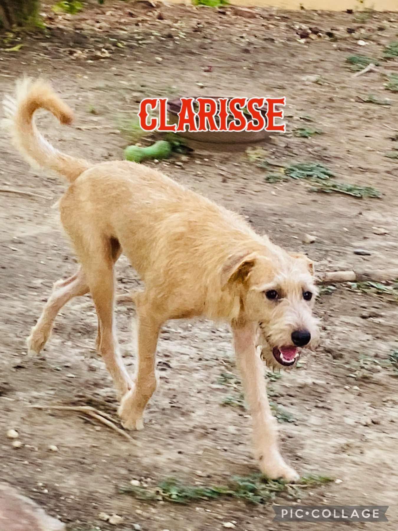 Enlarge CLARISSE, a Adoptable Terrier in Villalba, PR image 2/5