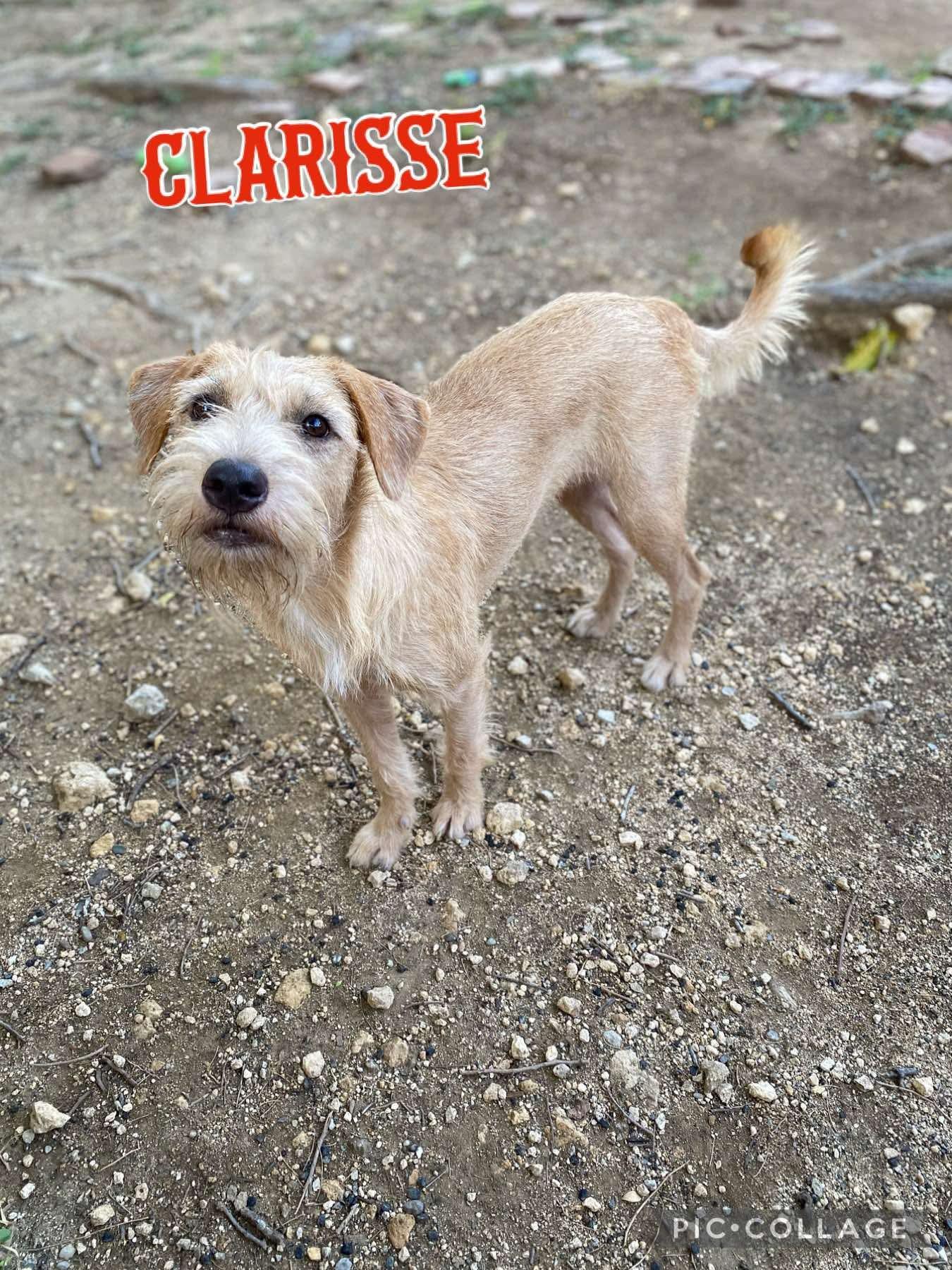 CLARISSE, Adoptable, Adult Female Terrier.