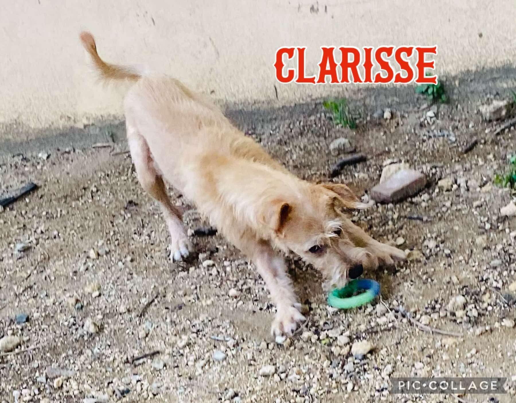 Enlarge CLARISSE, a Adoptable Terrier in Villalba, PR image 3/5