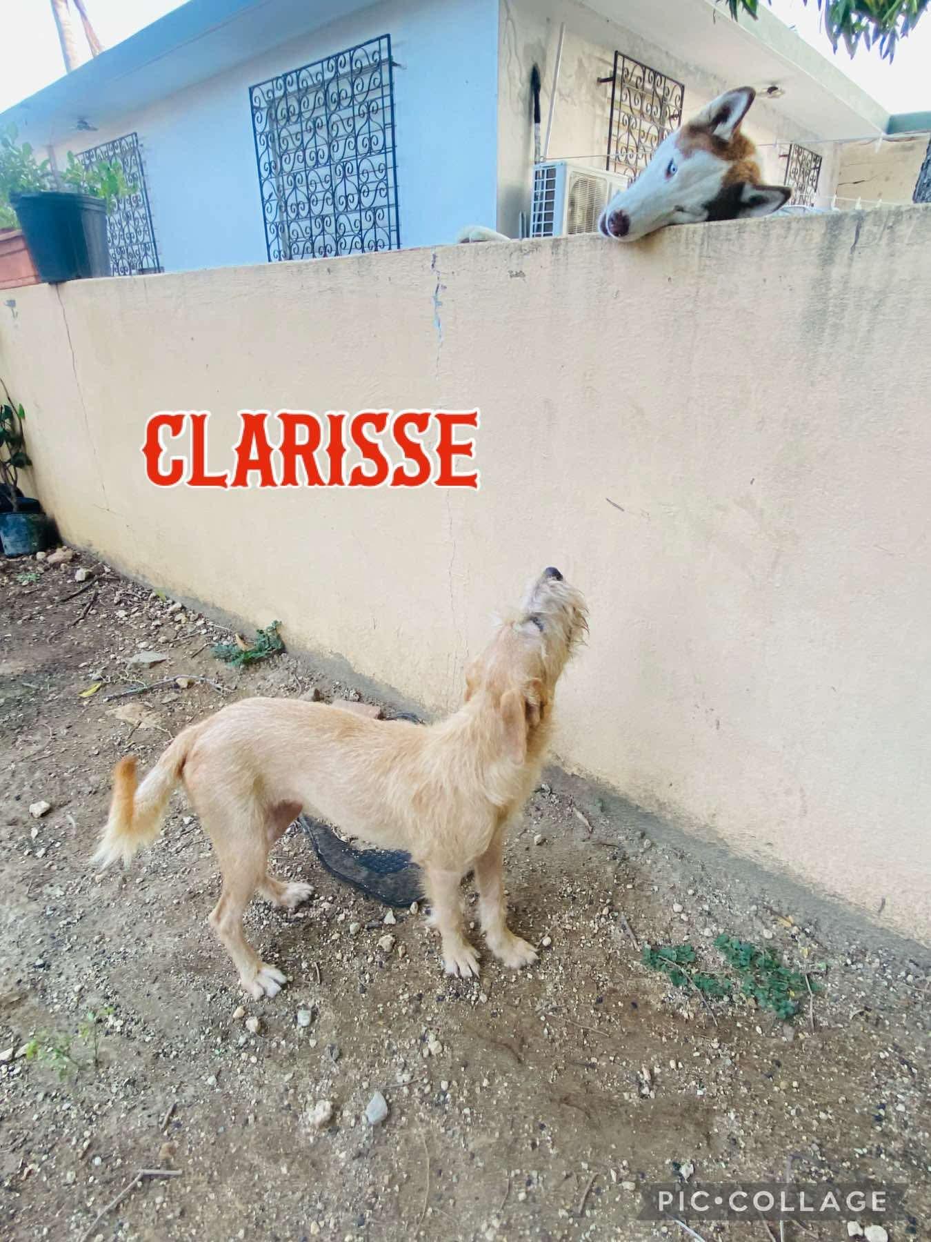 Enlarge CLARISSE, a Adoptable Terrier in Villalba, PR image 4/5