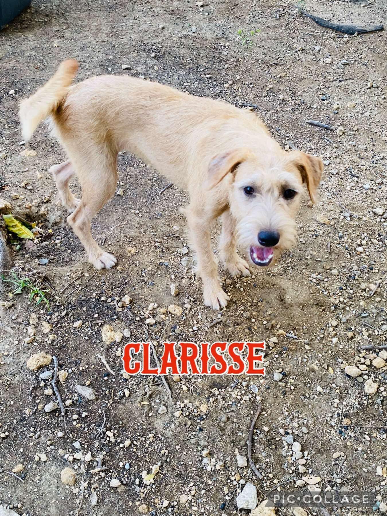 Enlarge CLARISSE, a Adoptable Terrier in Villalba, PR image 5/5