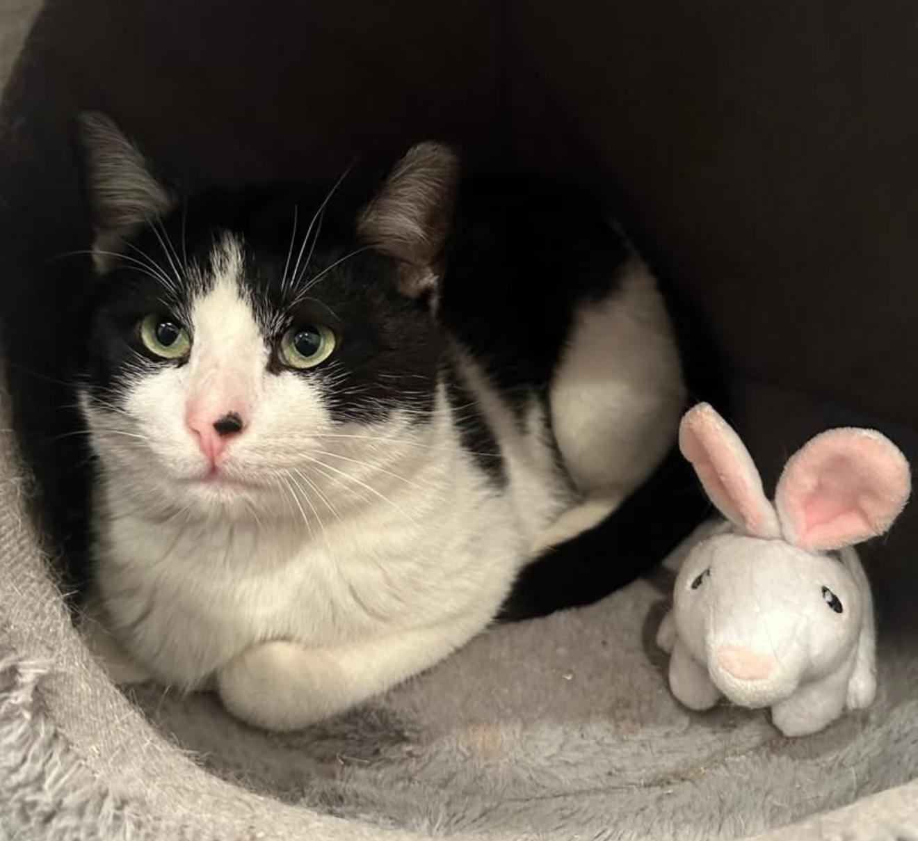 Will and David his bunny, Adult Male Domestic Short Hair