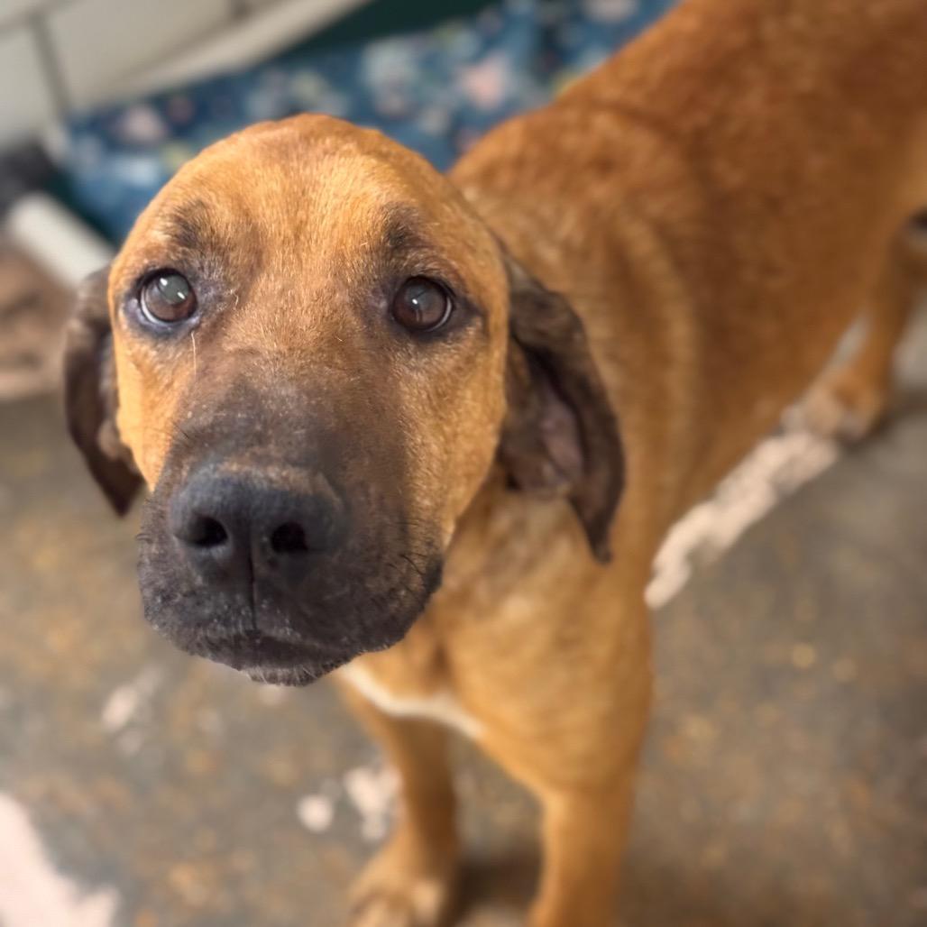 Mitch, Adoptable, Adult Male Hound & Mixed Breed.