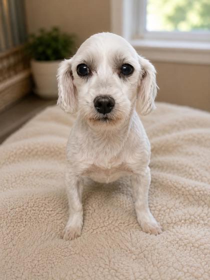 Enzo, Adoptable, Senior Male Maltese.