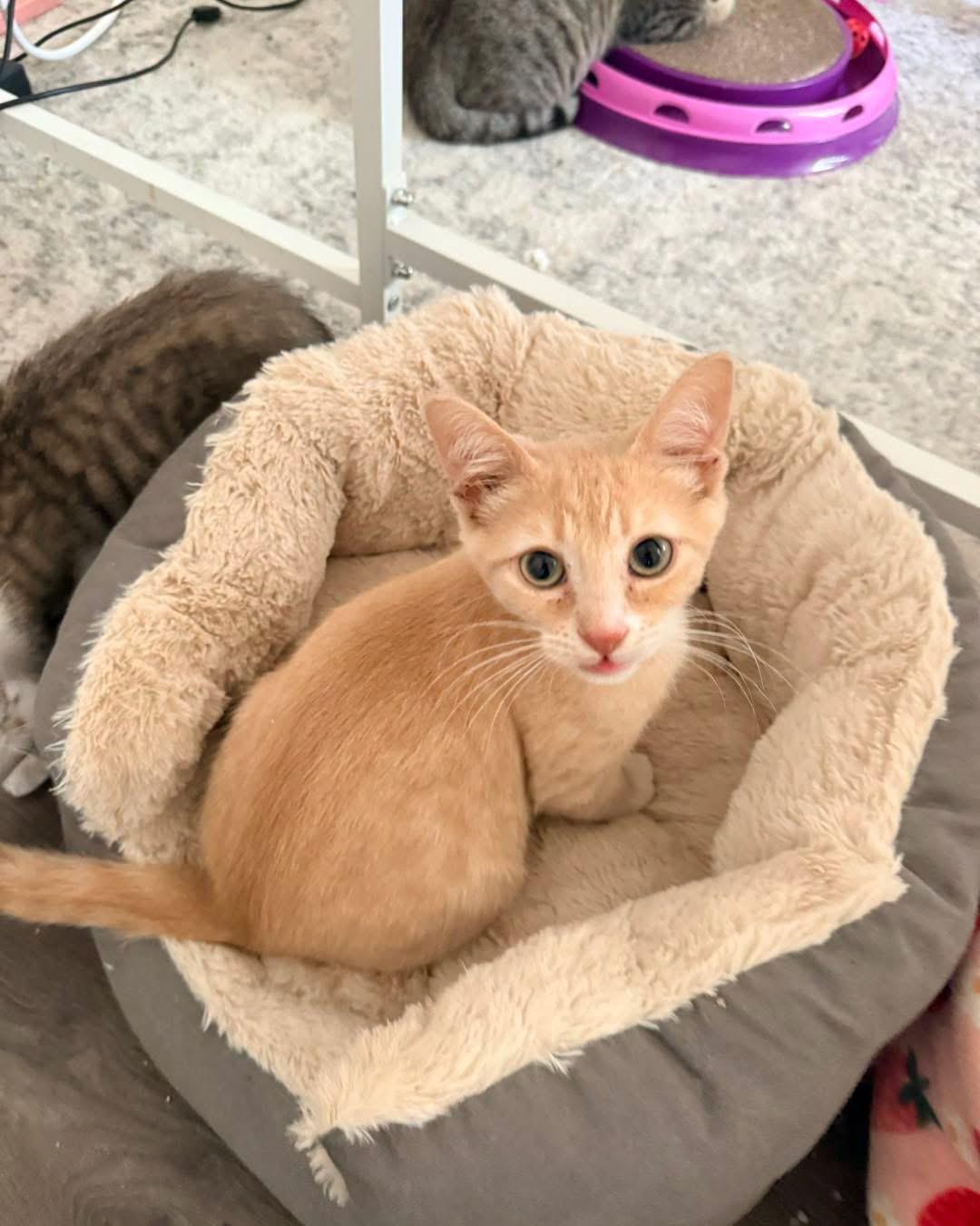 Buff, ADOPTABLE, Kitten Male Domestic Short Hair.
