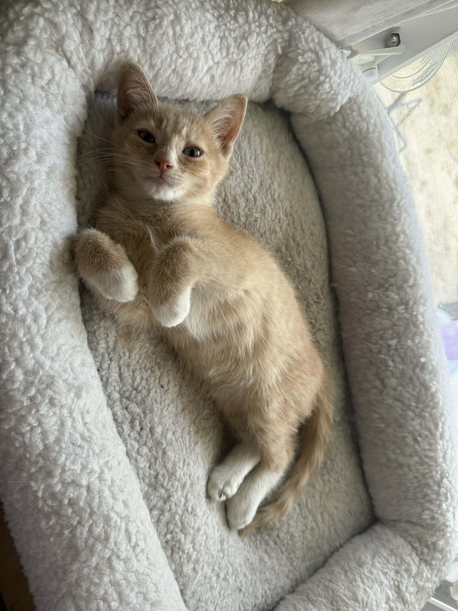 Enlarge Buff, a ADOPTABLE Domestic Short Hair in Aberdeen, NC image 2/2