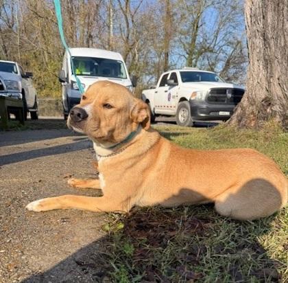 Enlarge Chuckie Boo Bear, a Adoptable mixed breed in Port Allen, LA image 1/3