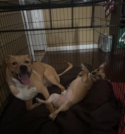 Enlarge Chuckie Boo Bear, a Adoptable mixed breed in Port Allen, LA image 2/3