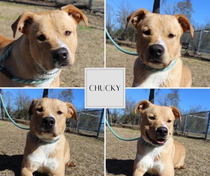 Enlarge Chuckie Boo Bear, a Adoptable mixed breed in Port Allen, LA image 3/3