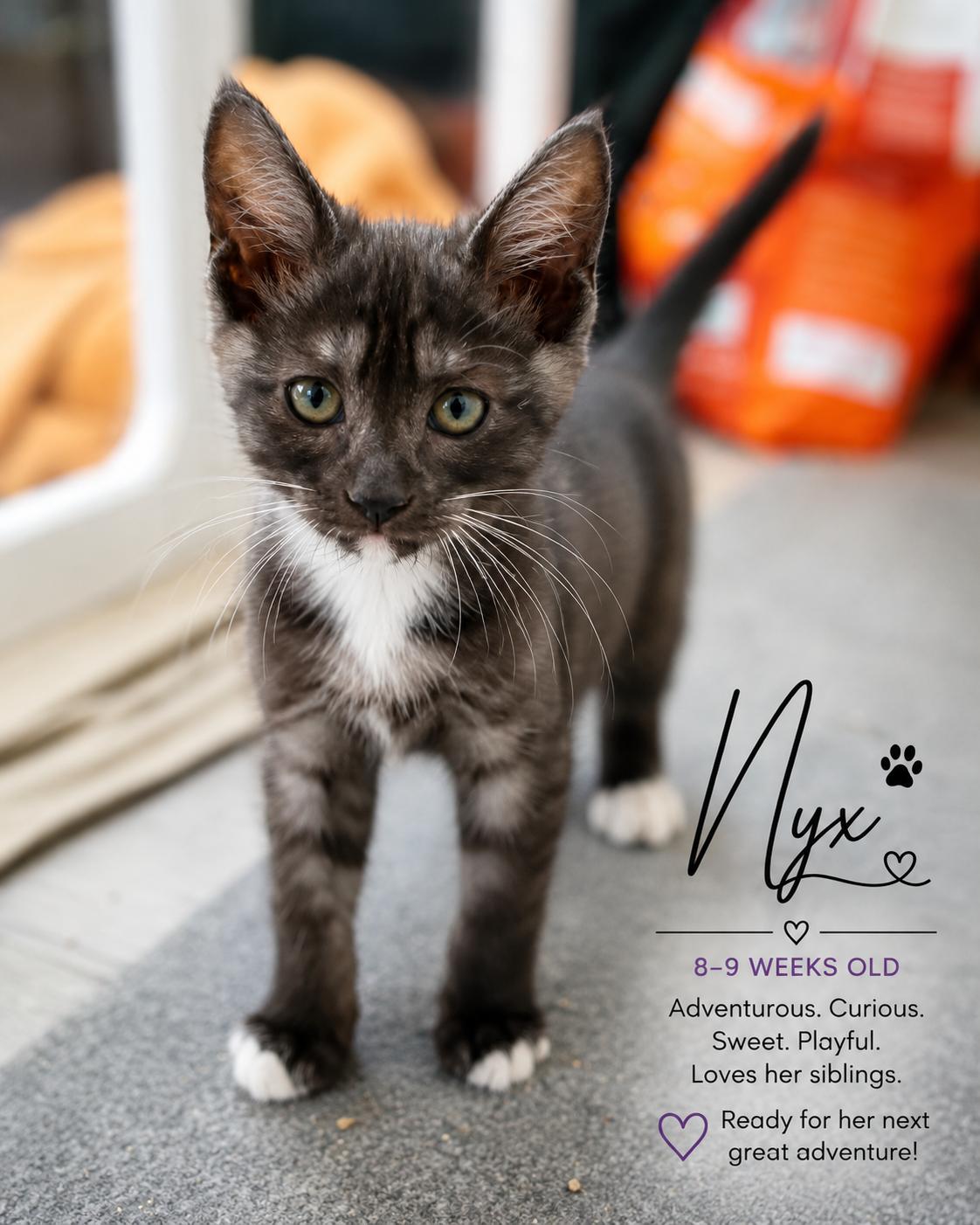 Enlarge Nyx Magnus, an adopted Domestic Short Hair in Phoenix, AZ image 3/3