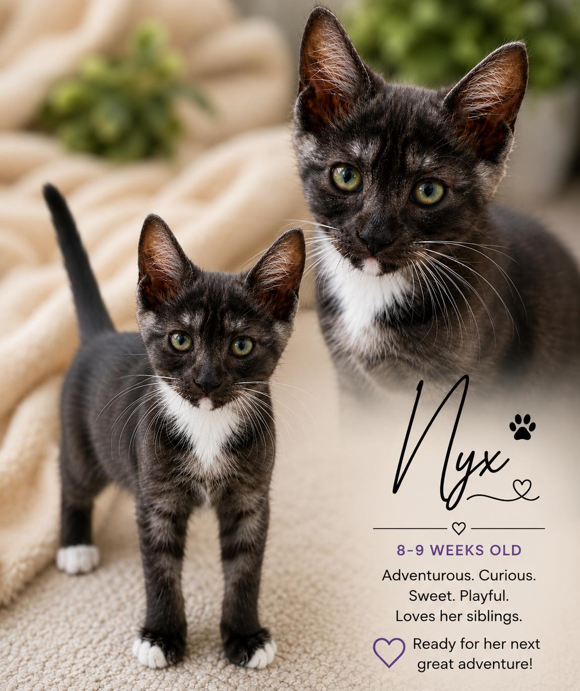 Nyx Magnus, adopted, Kitten Female Domestic Short Hair.