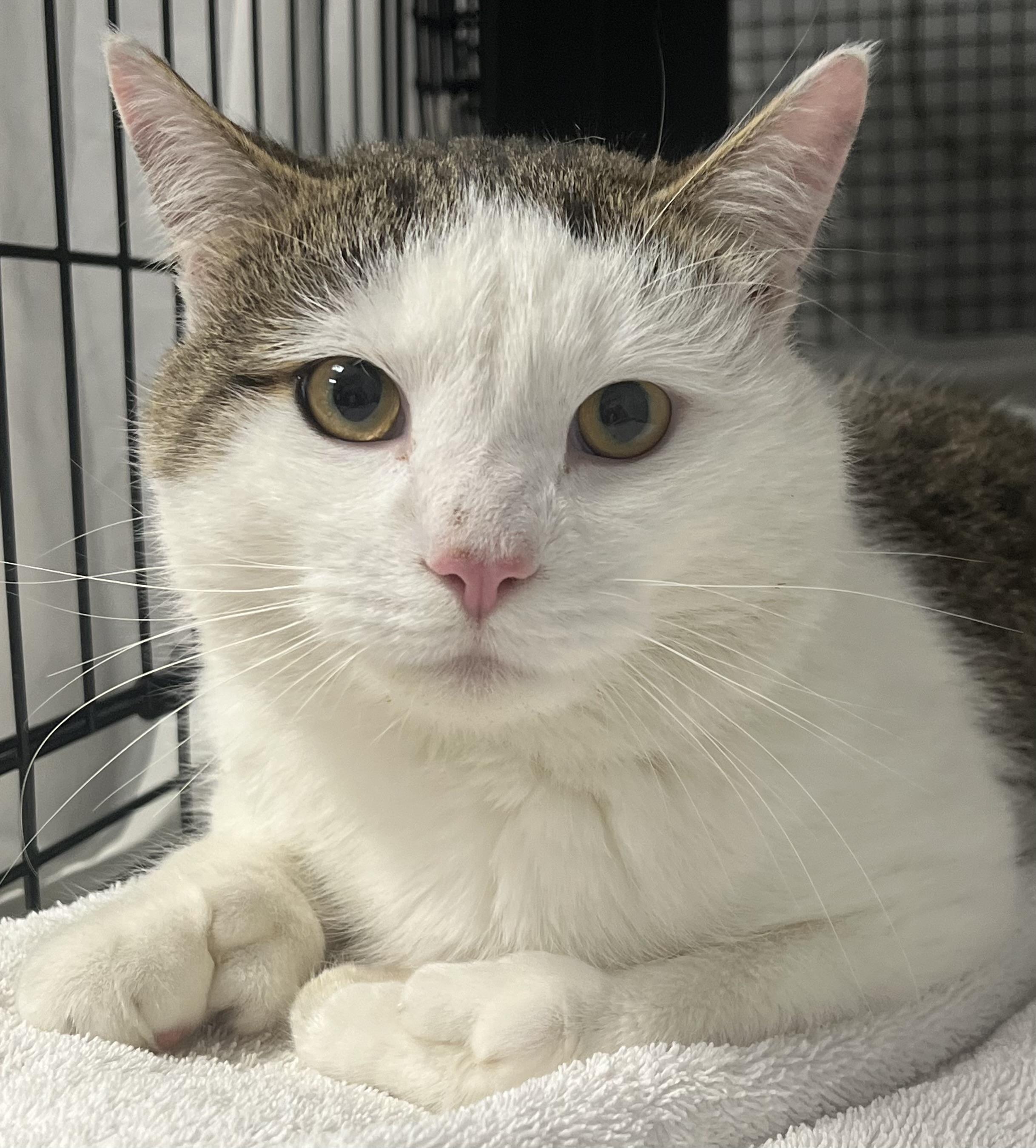 Enlarge Ned, an adopted Domestic Short Hair in Johnston, RI image 6/6