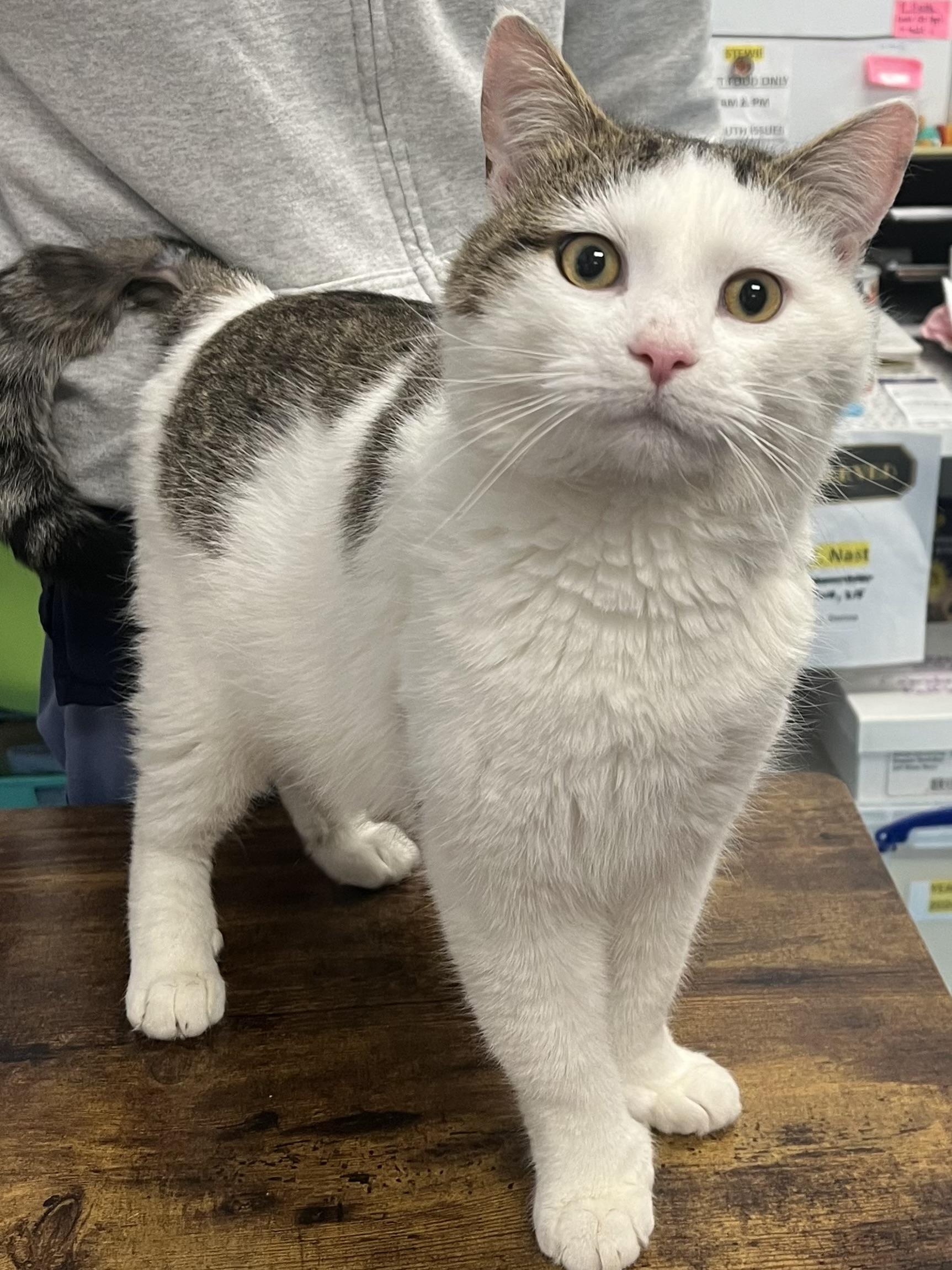 Enlarge Ned, an adopted Domestic Short Hair in Johnston, RI image 5/6