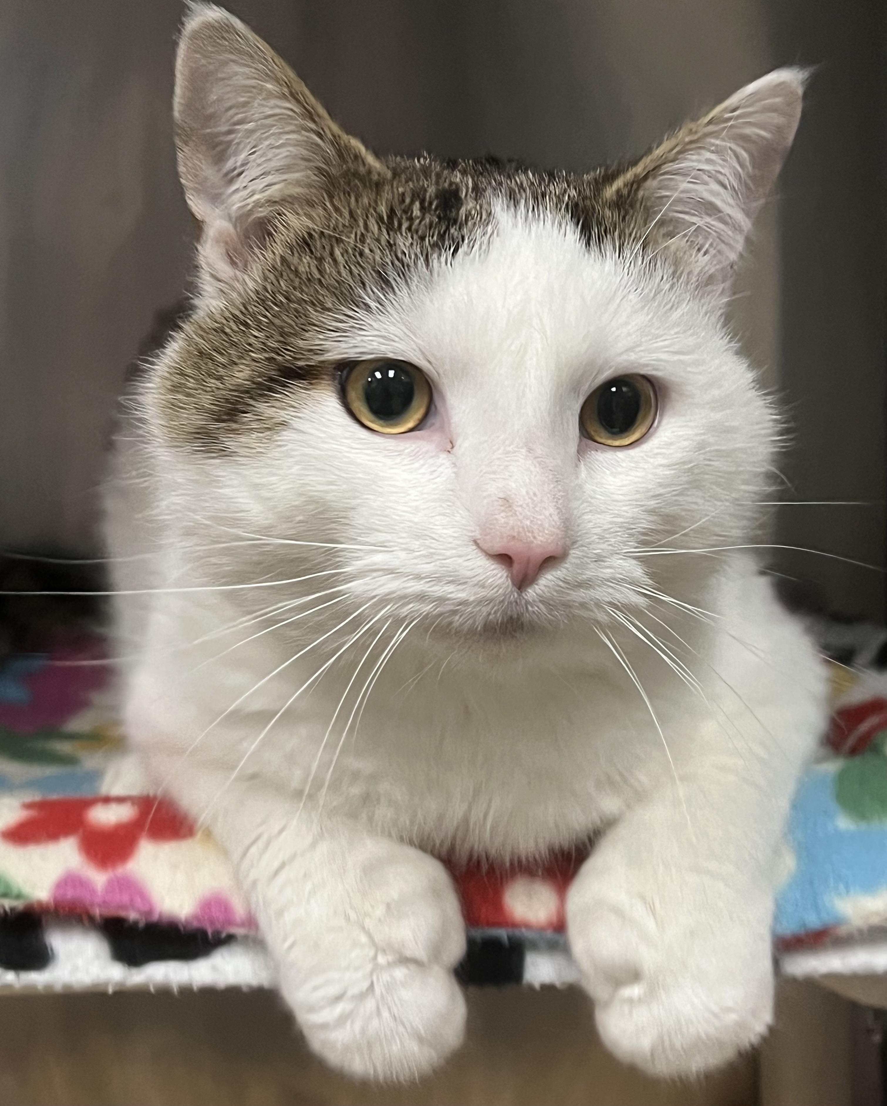 Enlarge Ned, an adopted Domestic Short Hair in Johnston, RI image 1/6